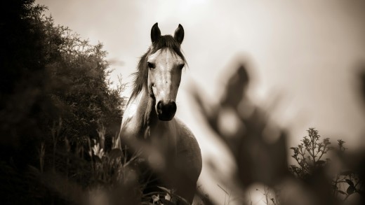 Sepia White Horse Portrait Wallpaper